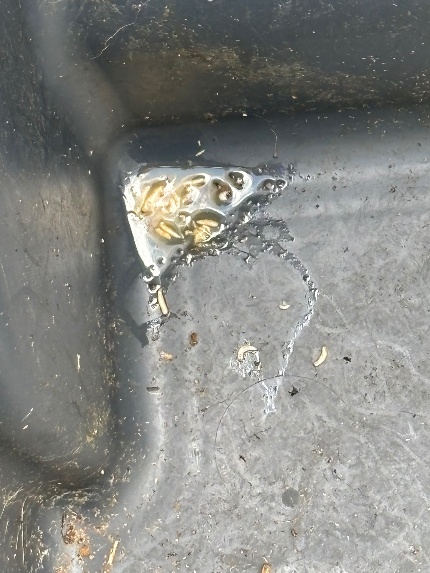 Close-up of maggots packed into the corner seam of a residential trash can